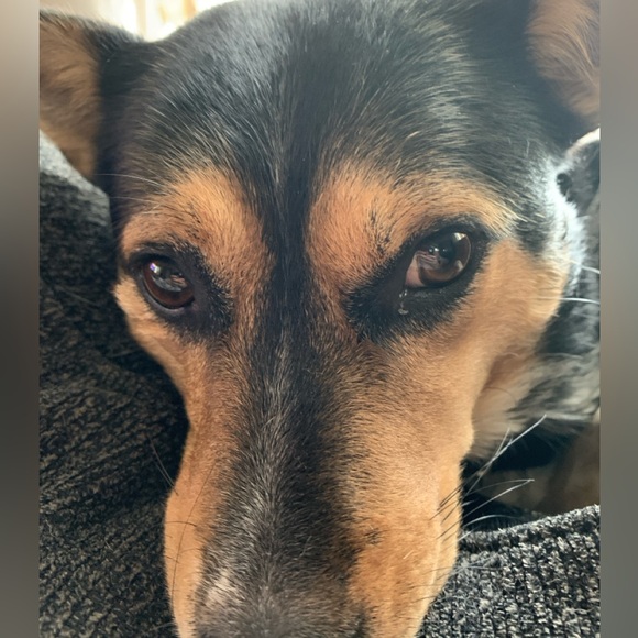 Meet your Posher, Sarah - Picture 3 of 3